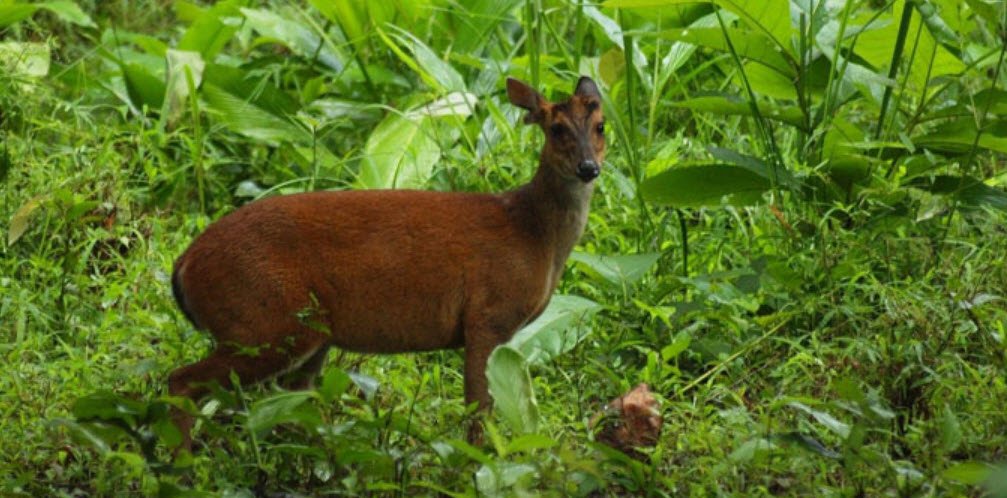 Ramnabagan Wildlife Sanctuary